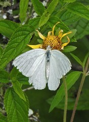 Ascia monuste automate