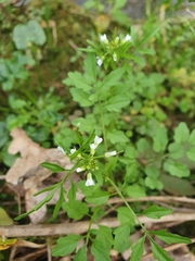 Angiospermae