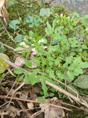 Angiospermae