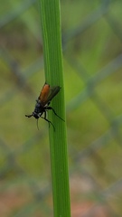 Beskia
