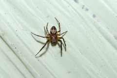 Araneus sturmi