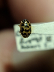 Anisosticta bitriangularis