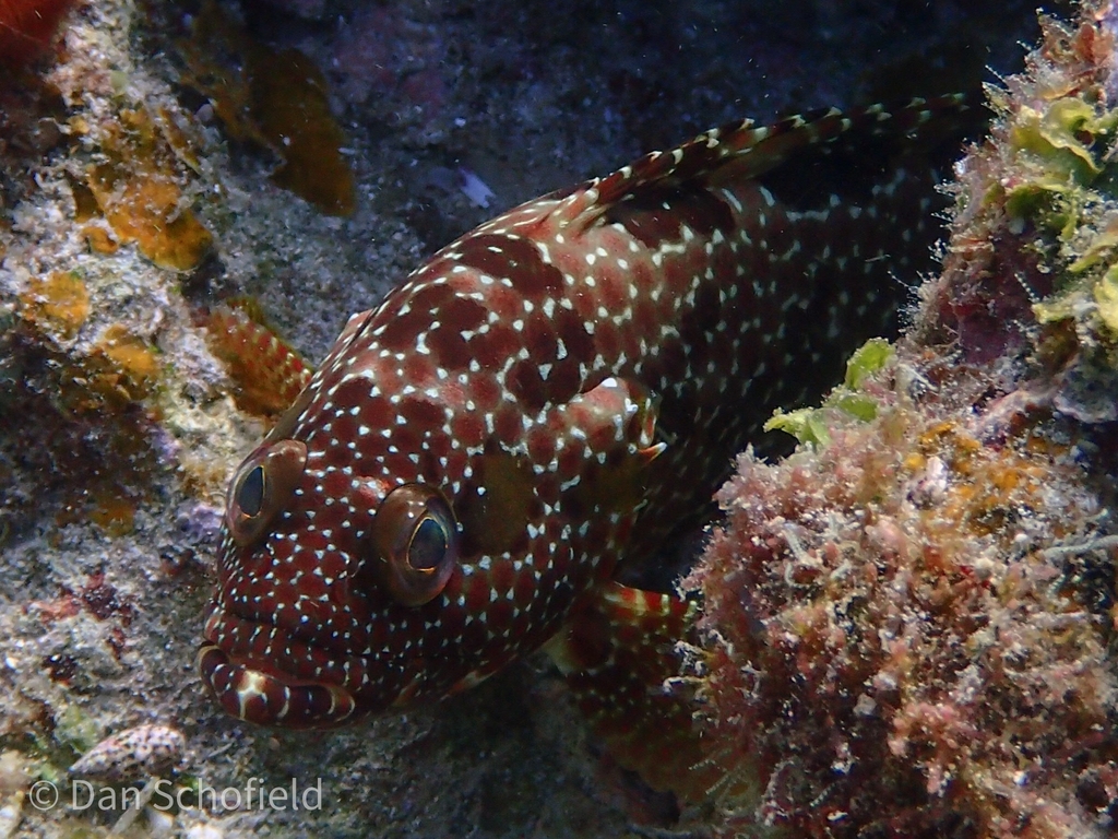 Starspotted grouper