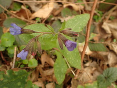 Pulmonaria officinalis
