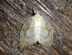 Chamaita sundanympha