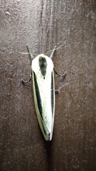 Creatonotos gangis-interrupta agg