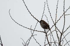 Passer domesticus