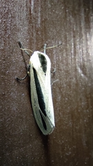 Creatonotos gangis-interrupta agg