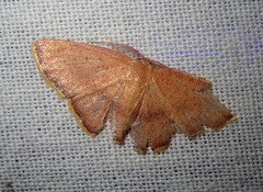 Chrysocraspeda altegradia