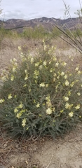 Astragalus trichopodus antisellii