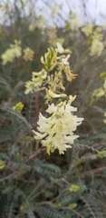 Astragalus trichopodus antisellii