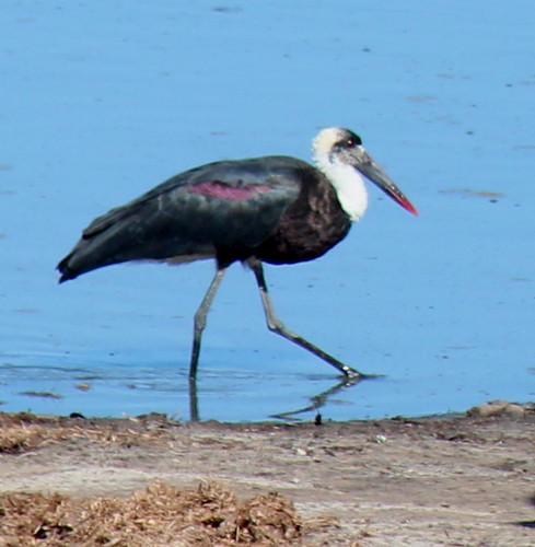 African Woolly-necked Stork