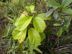 Tetracera