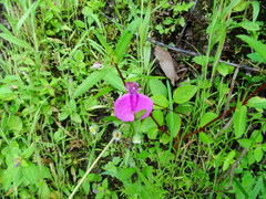 Impatiens minor