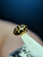 Anisosticta bitriangularis