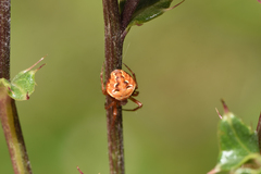 Araneus sturmi