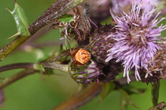 Araneus sturmi