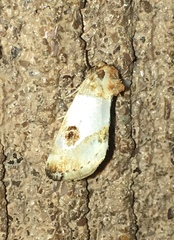 Schinia oculata