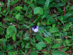 Torenia bicolor