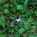Torenia bicolor - Photo ללא זכויות יוצרים, uploaded by Ajit Ampalakkad