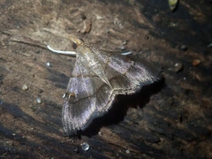 Clupeosoma cinereum
