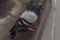 Columba livia domestica