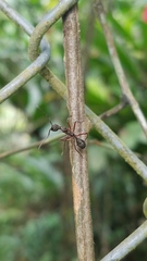 Dolichoderus attelaboides