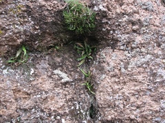 Asplenium ruprechtii