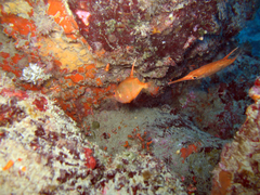 Macroramphosus scolopax