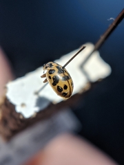 Anisosticta bitriangularis