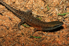 Desert Rainbow-Skink photo 2