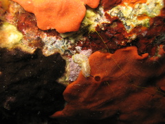 Prostheceraeus moseleyi