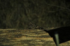 Caprimulgus tristigma