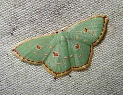 Comostola meritaria