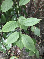 Trichostigma octandrum