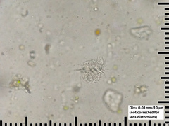 Oligotrichia