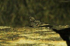 Caprimulgus tristigma