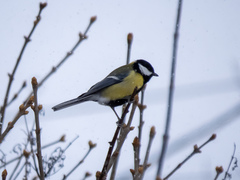 Parus major