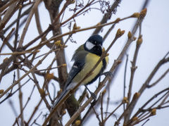 Parus major