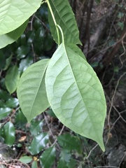 Trichostigma octandrum