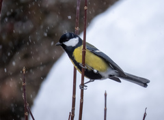 Parus major