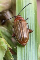 Disonycha conjugata
