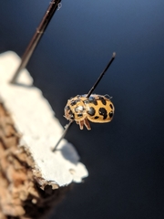 Anisosticta bitriangularis