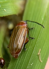 Disonycha conjugata