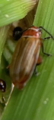Disonycha conjugata