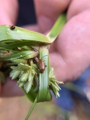 Disonycha conjugata