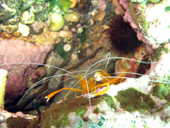 Stenopus spinosus