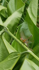 Conocephalus versicolor