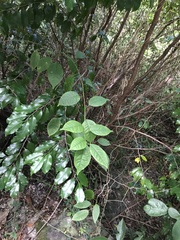 Trichostigma octandrum