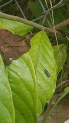 Calloceratina